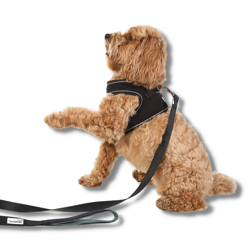 Doodlebone Originals Snappy Harness Ruby Wufwuf Shop