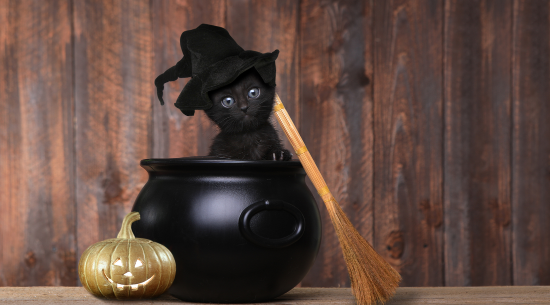 Why are Cats Associated with Halloween?