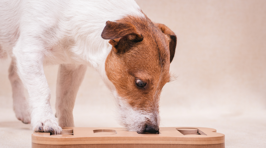 Benefits of Interactive Toys for Dogs