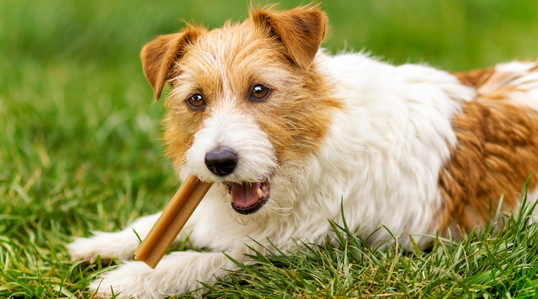 5 Best Dog Chews