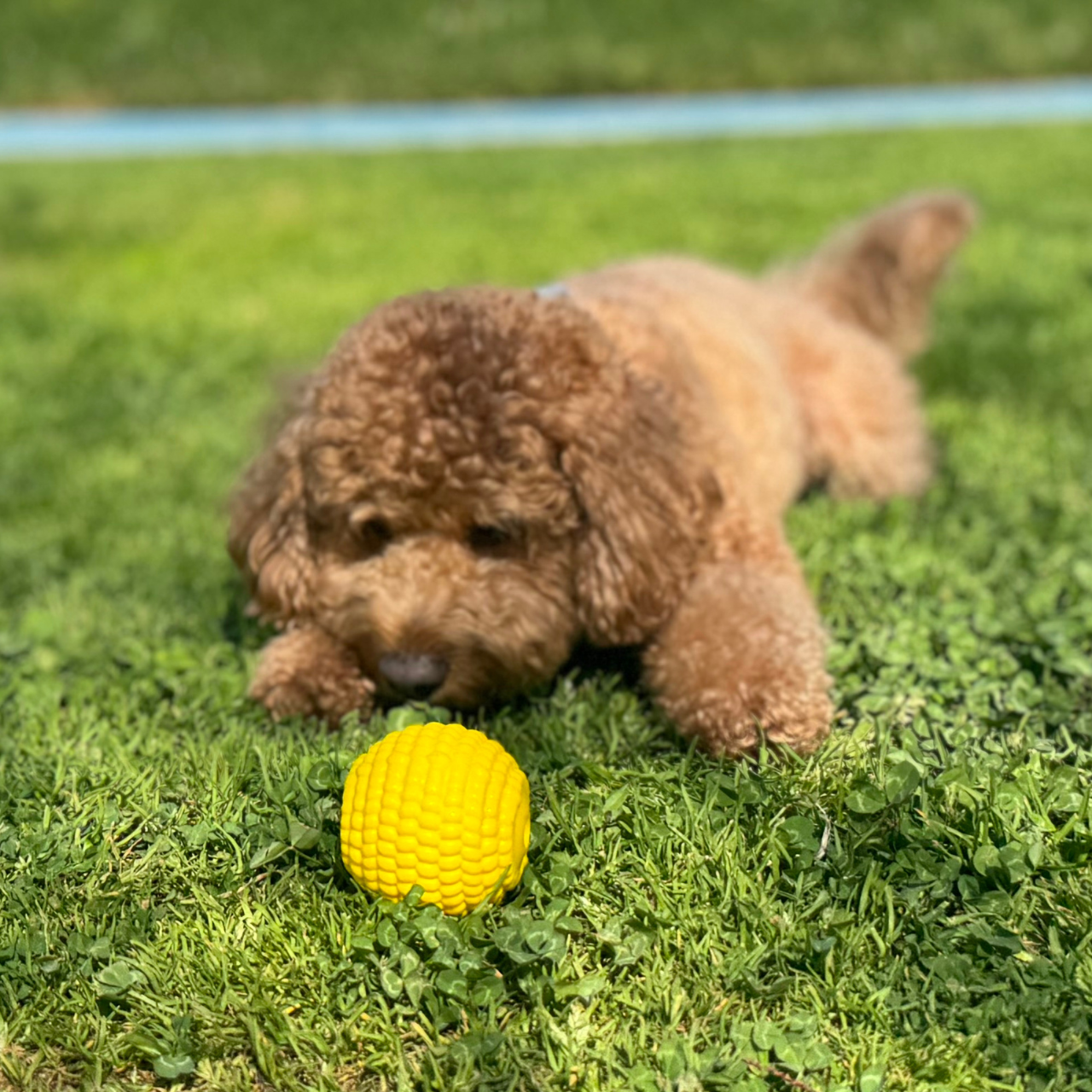 WufWuf Power Chewer Ball: Extreme Tough Chew Toy