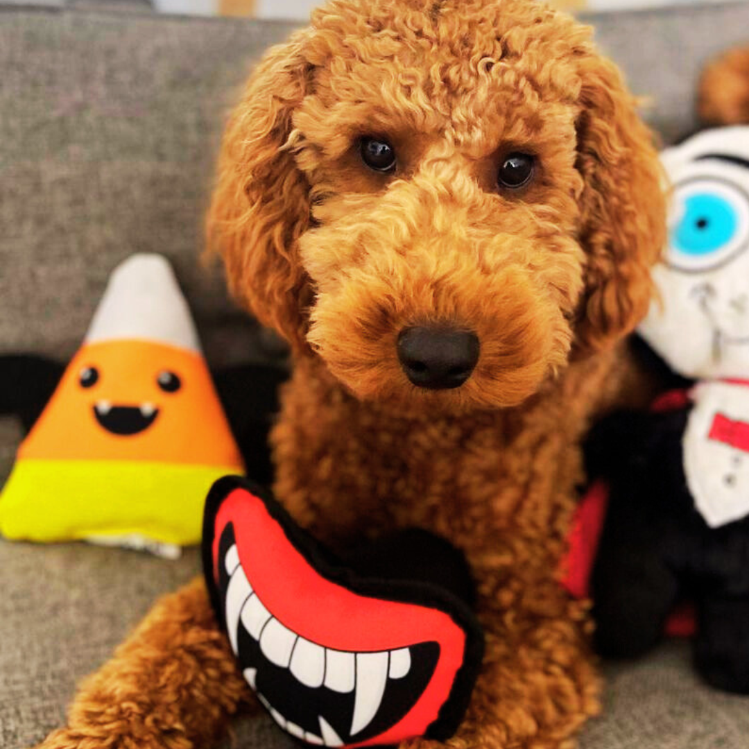 Halloween Dog Advent Calendar