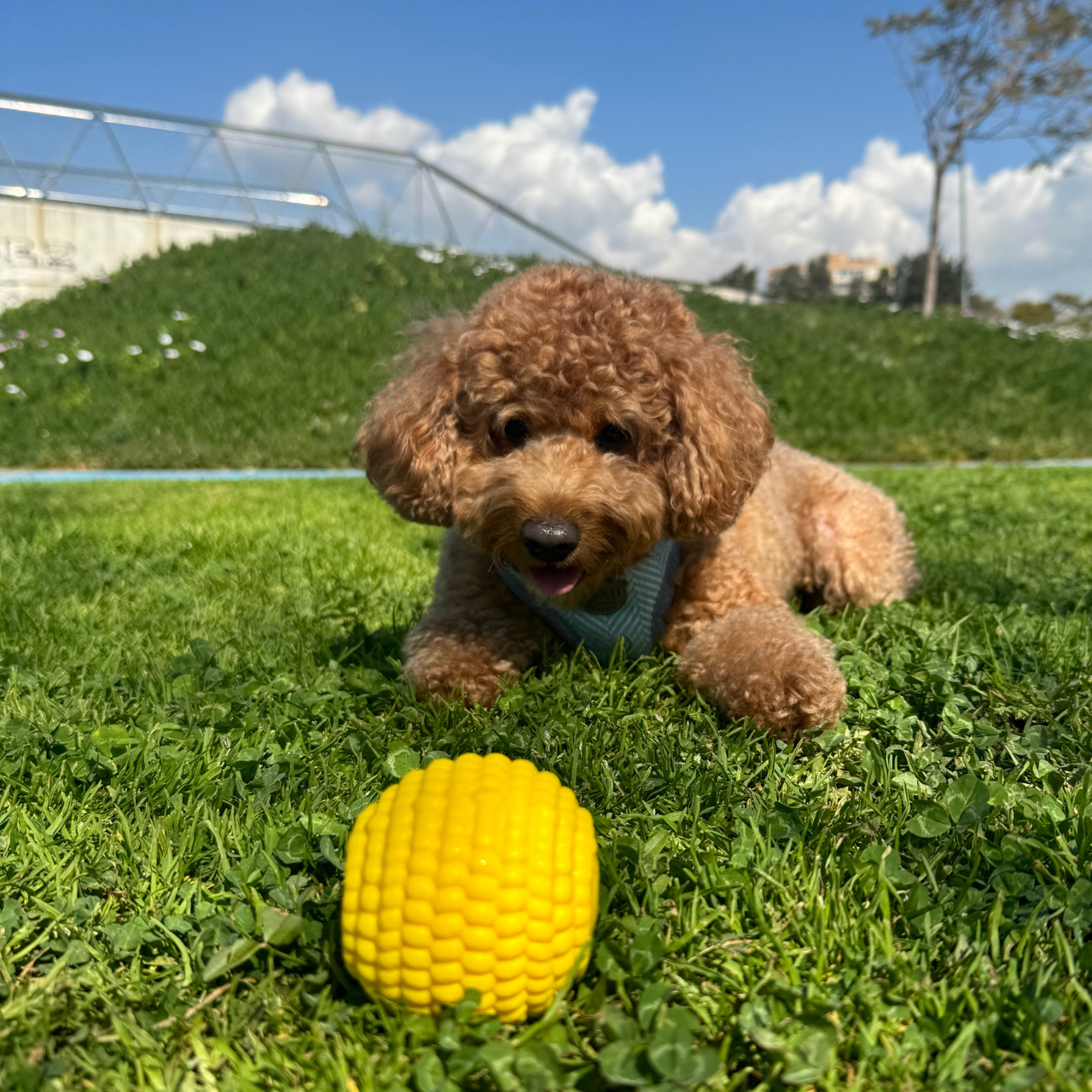 WufWuf Power Chewer Ball: Extreme Tough Chew Toy