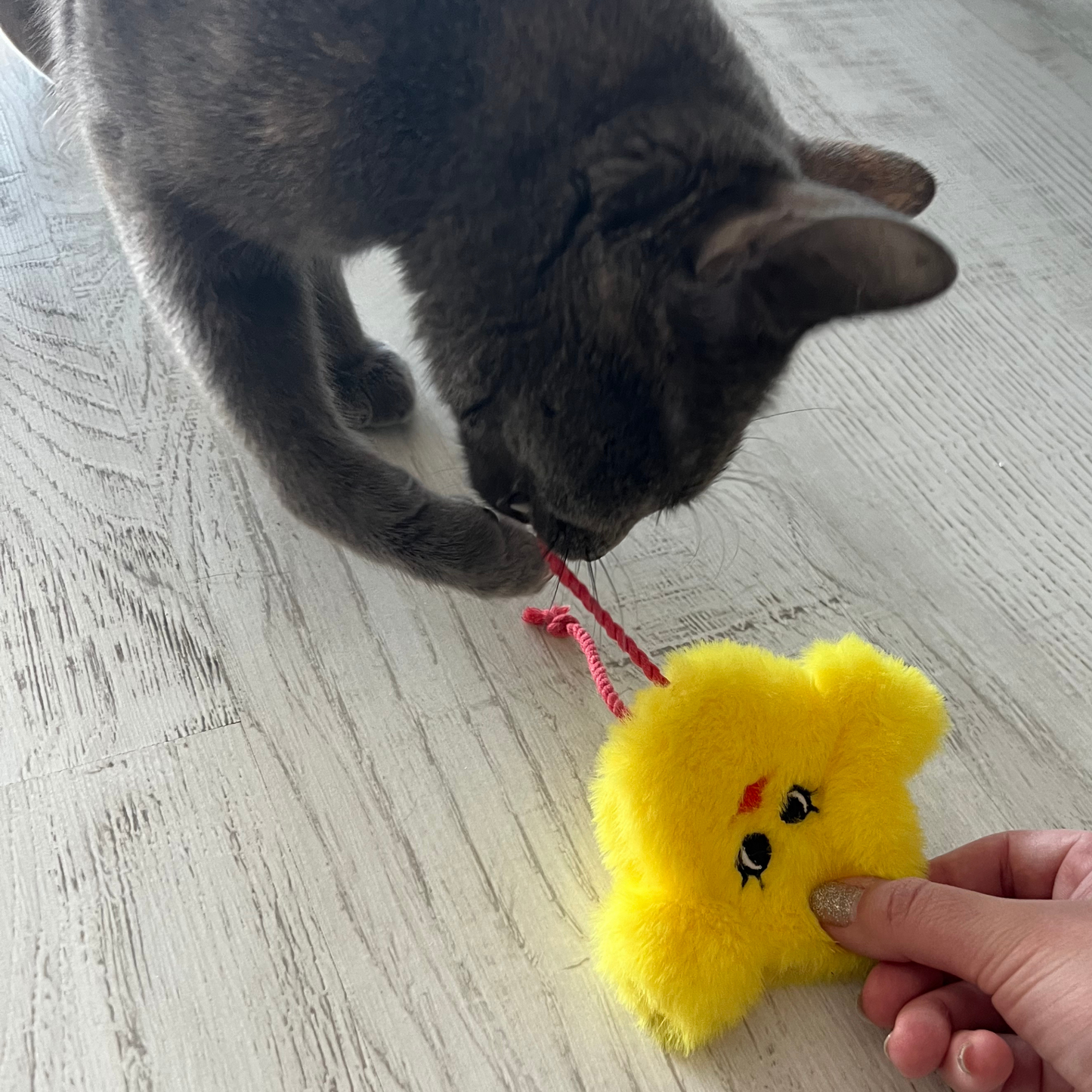 MyMeow Catnip Chick, Refillable Cat Toy