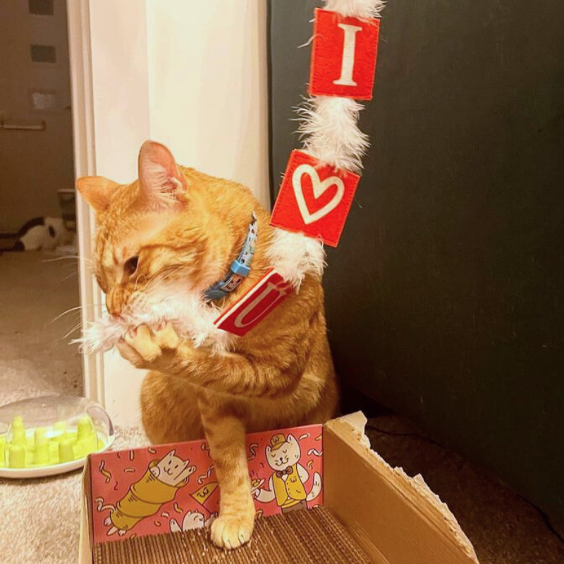 MyMeow – Love Bait Teaser mit Federn