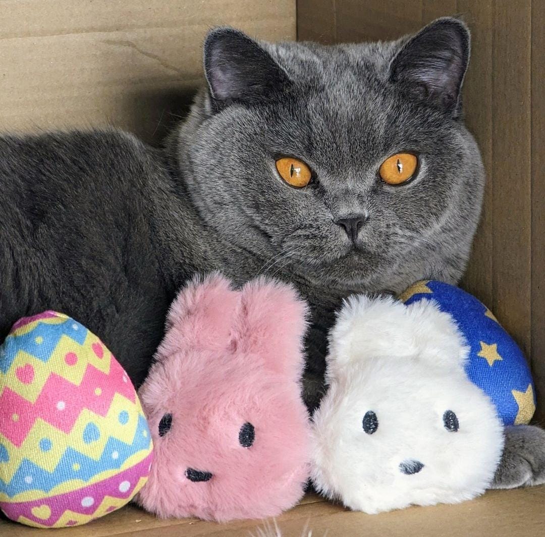 MyMeow - Pawsome Bunnies