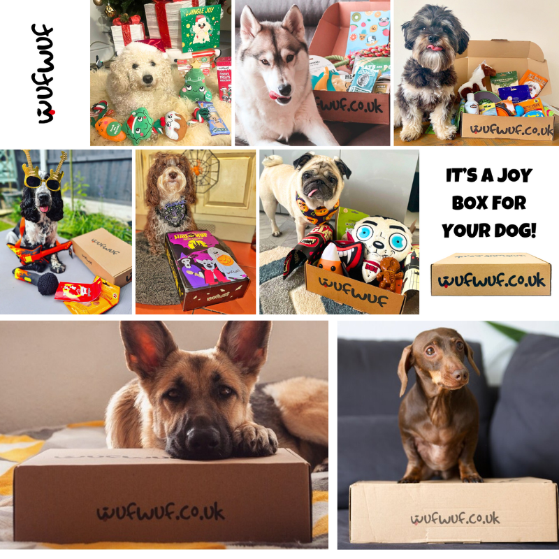 WufWuf One-Off Surprise Box – A Joyful Treat for Your Dog!