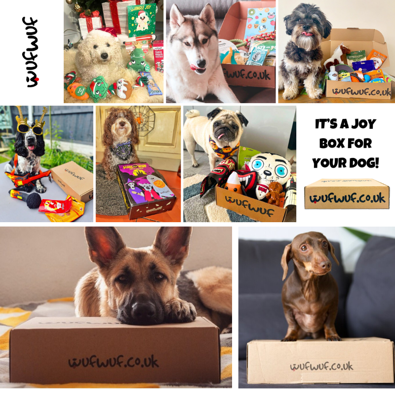 WufWuf One Off Surprise Box – A Joyful Treat for Your Dog!