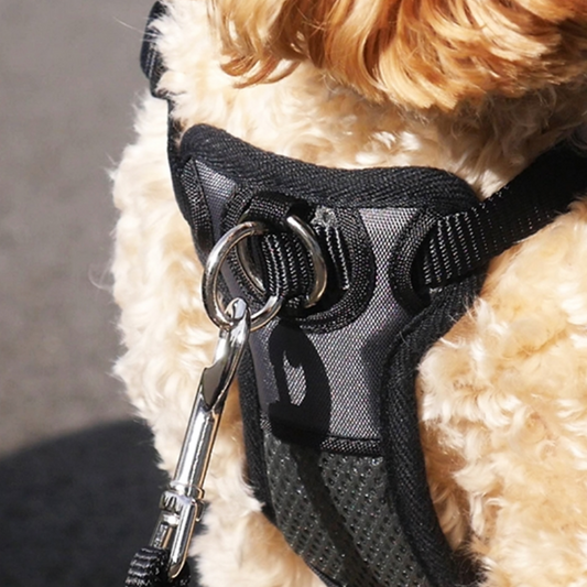 Rosewood & Coastal - Front-Connect Padded Dog Harness