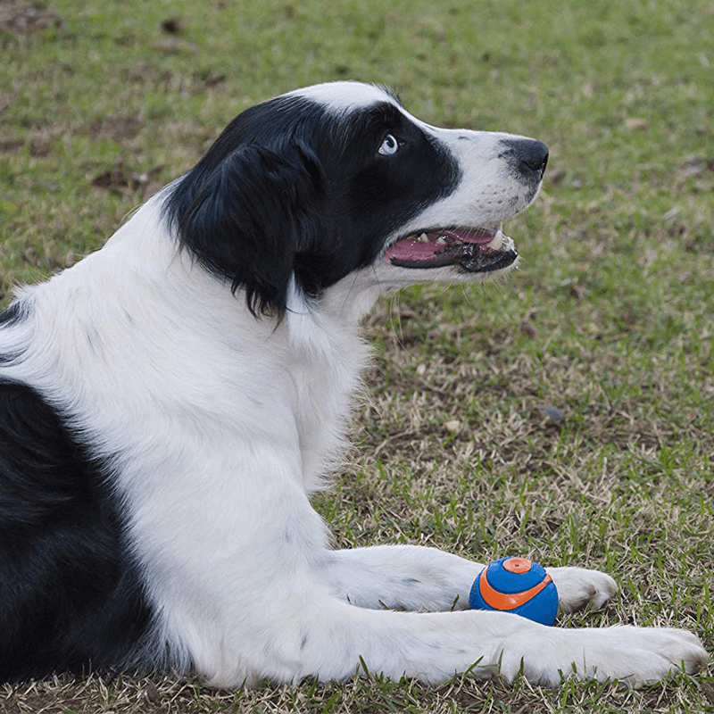 dog playing with Chuckit! Ultra squeaker ball