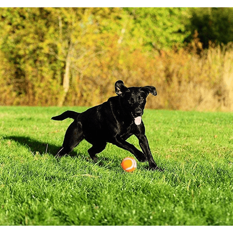 black labradoor playing with Chuckit! tennis ball