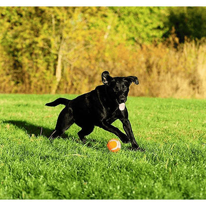 black labradoor playing with Chuckit! tennis ball